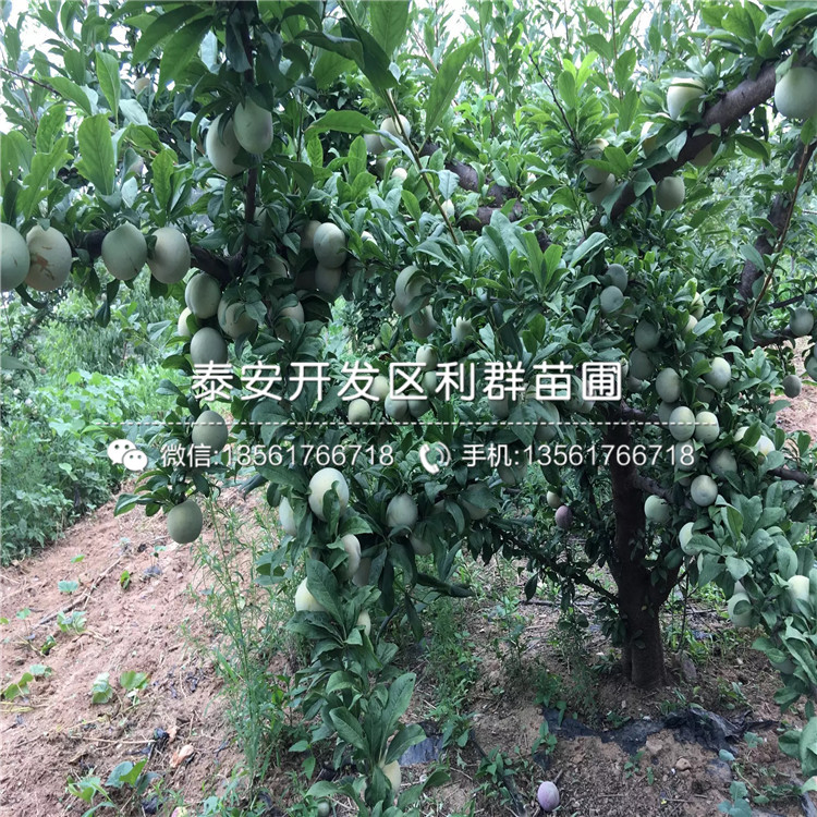 黑霸李子樹苗出售、黑霸李子樹苗基地