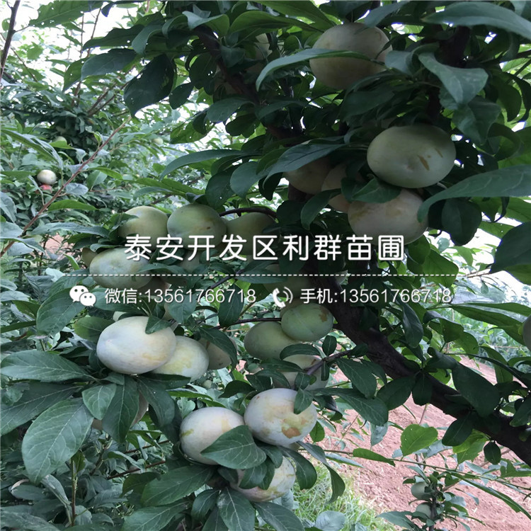 紅李子苗報(bào)價(jià)、紅李子苗價(jià)格