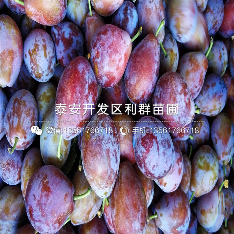 西梅女神李子樹苗批發(fā)價(jià)格、2020年西梅女神李子樹苗價(jià)格