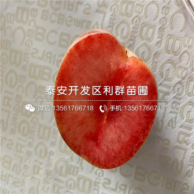 黑李子苗出售、2020年黑李子苗價格