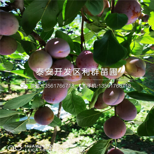 山東鳳凰李子苗、山東鳳凰李子苗價(jià)格