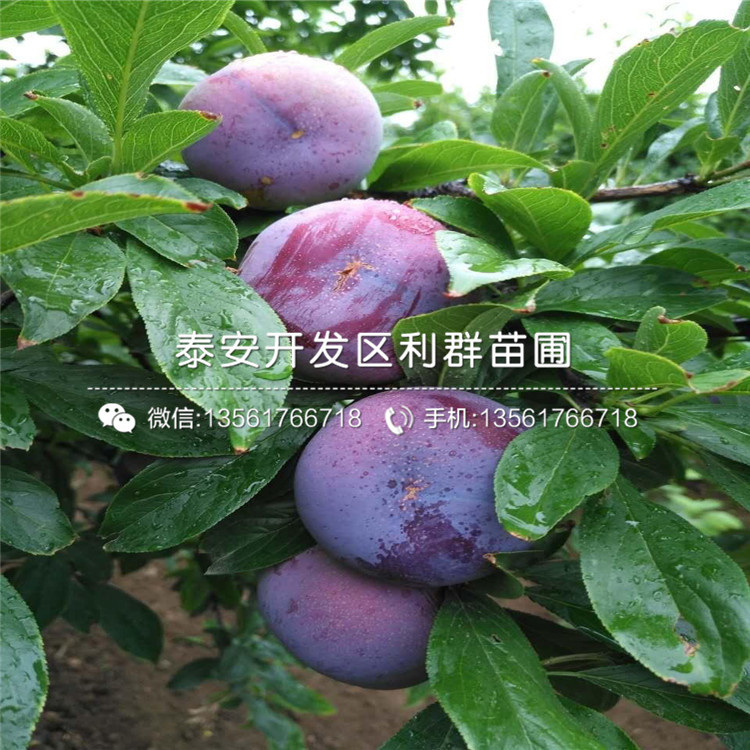 國峰七號李子苗、國峰七號李子苗價格及報價