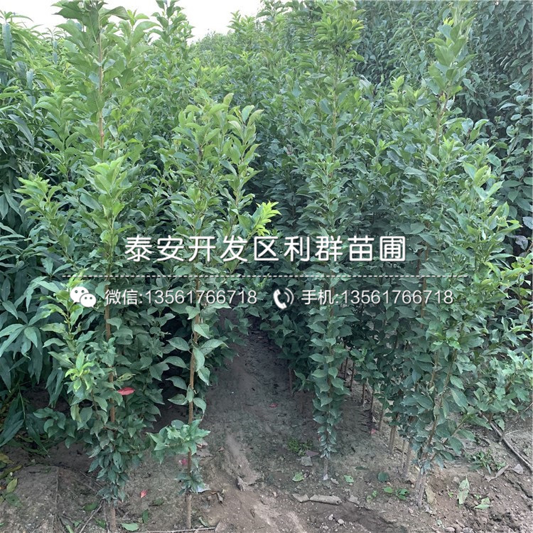 2公分李子樹苗、2公分李子樹苗價格及報價