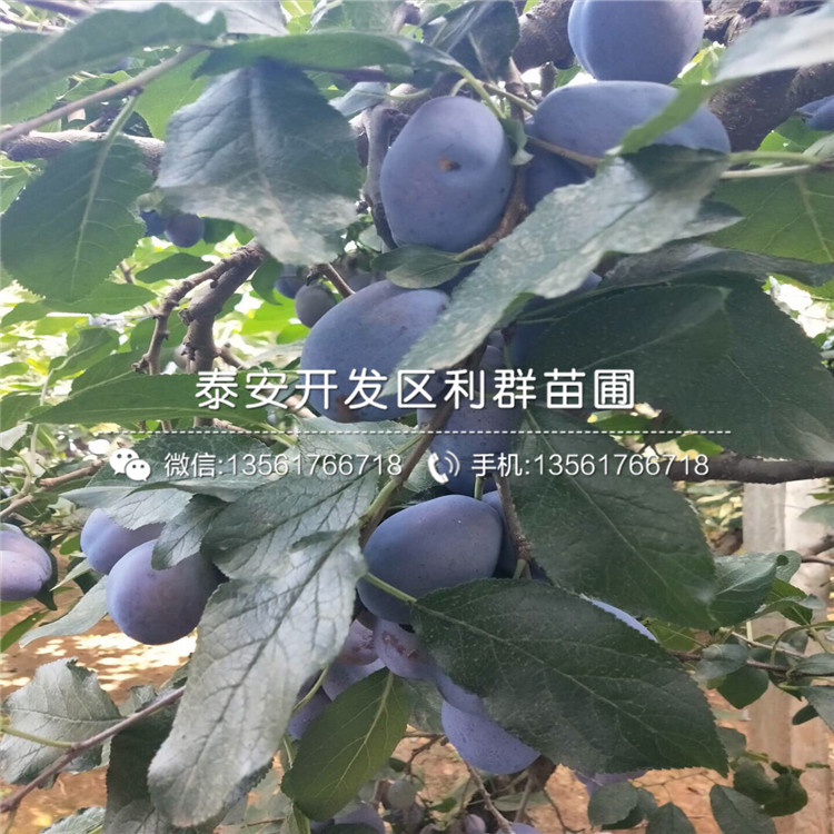 2公分李子樹苗、2公分李子樹苗價格及報價