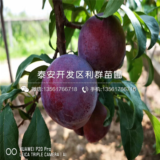 批發(fā)黑布朗李子樹苗、批發(fā)黑布朗李子樹苗基地