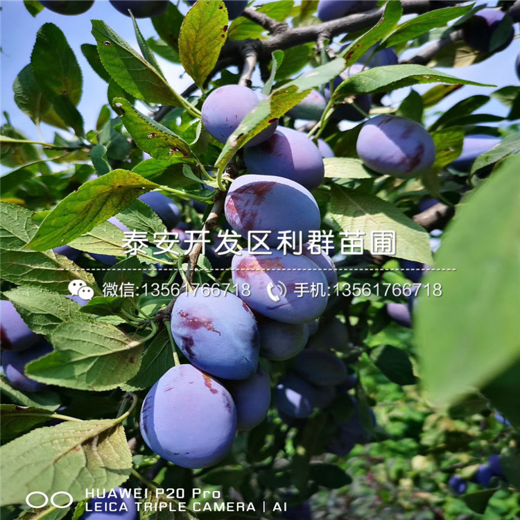 三華李子苗批發(fā)價(jià)格、2020年三華李子苗價(jià)格