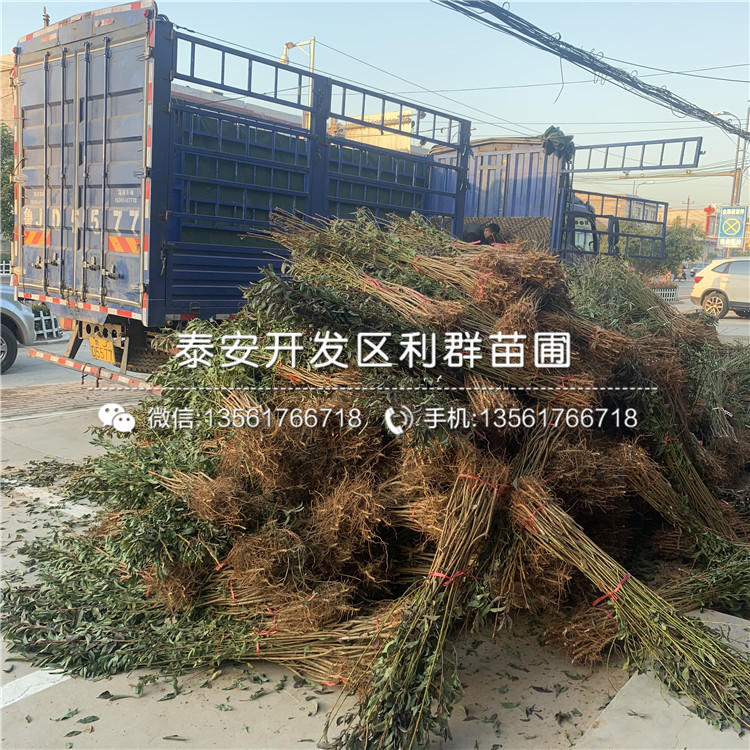 出售西梅藍(lán)蜜李子樹苗、西梅藍(lán)蜜李子樹苗價(jià)格