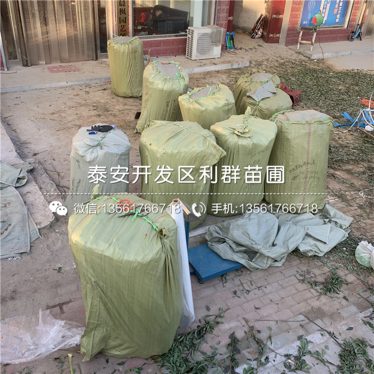 西梅李子苗基地、西梅李子苗價(jià)格及報(bào)價(jià)