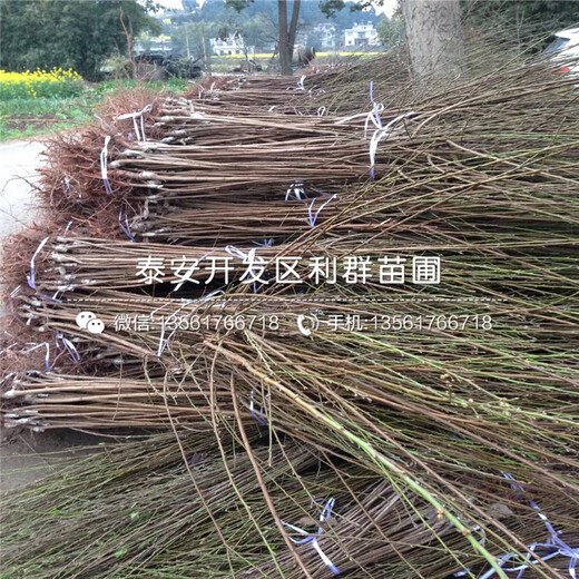 新品種青脆李子樹苗、新品種青脆李子樹苗基地