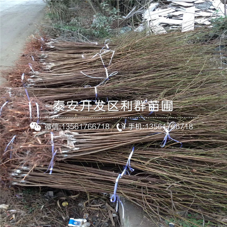 味厚李子苗批發(fā)、味厚李子苗基地