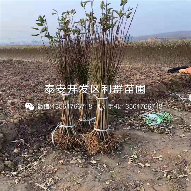 山東青脆李苗、山東青脆李苗基地及價(jià)格