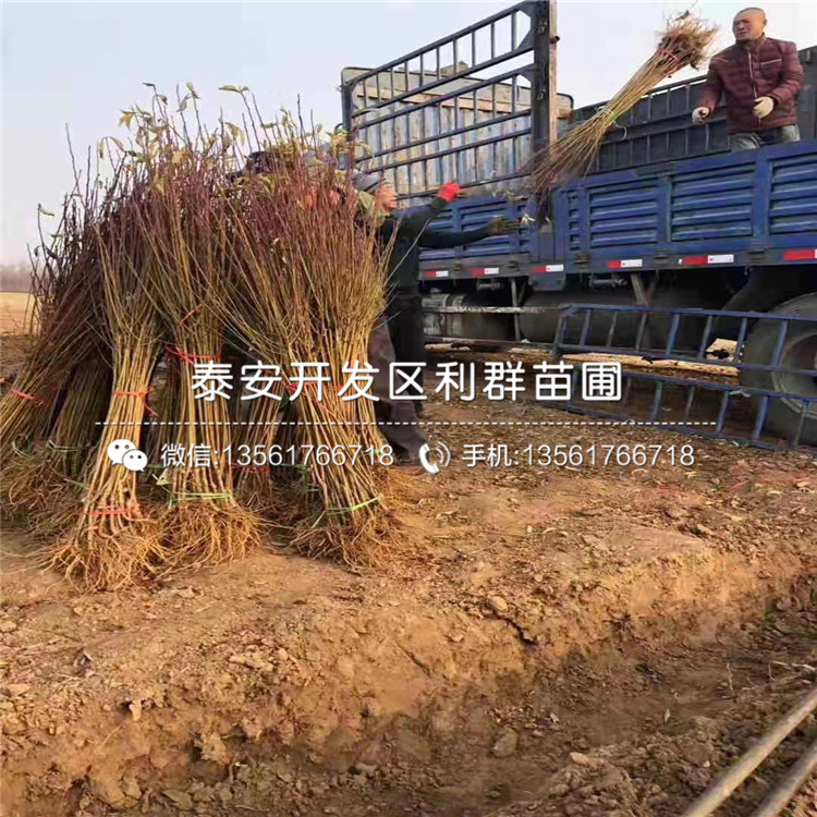 2公分黑布林李子苗、2公分黑布林李子苗價格及報價