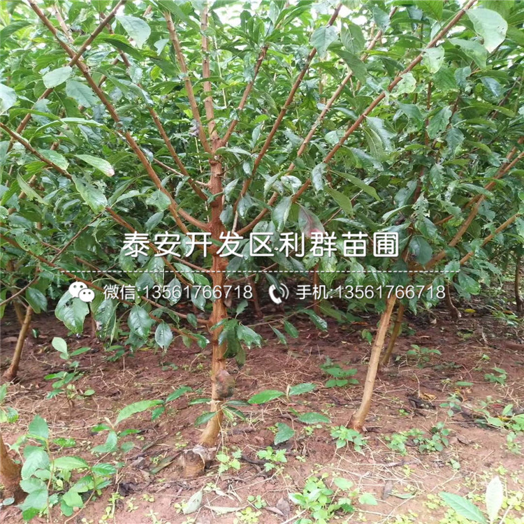 風(fēng)味玫瑰李子苗、風(fēng)味玫瑰李子苗批發(fā)