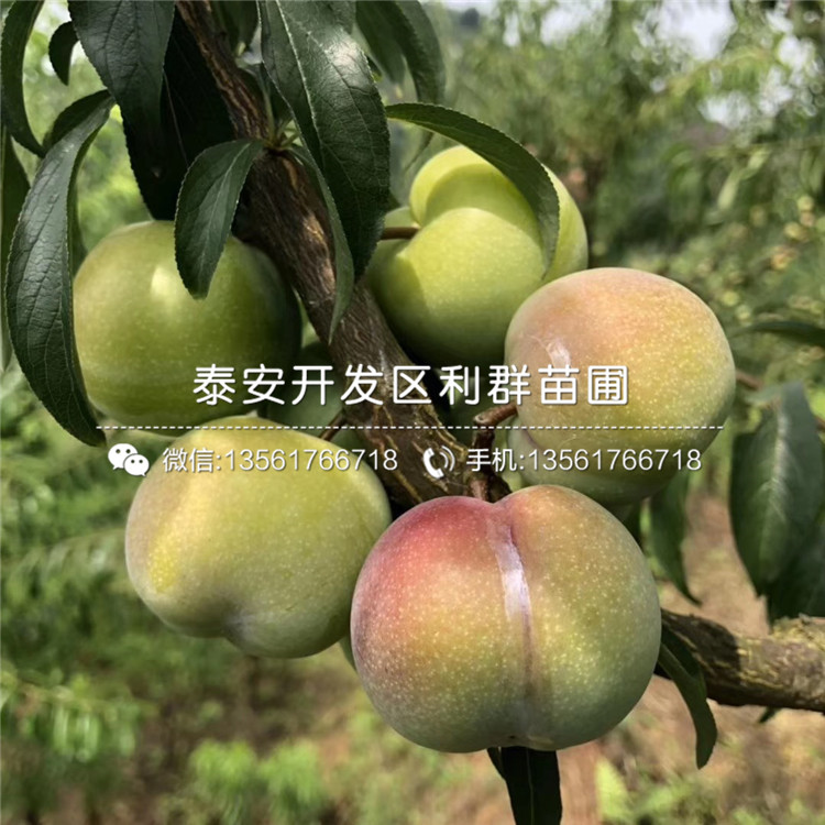 山東三華李子苗、山東三華李子苗價(jià)格及基地