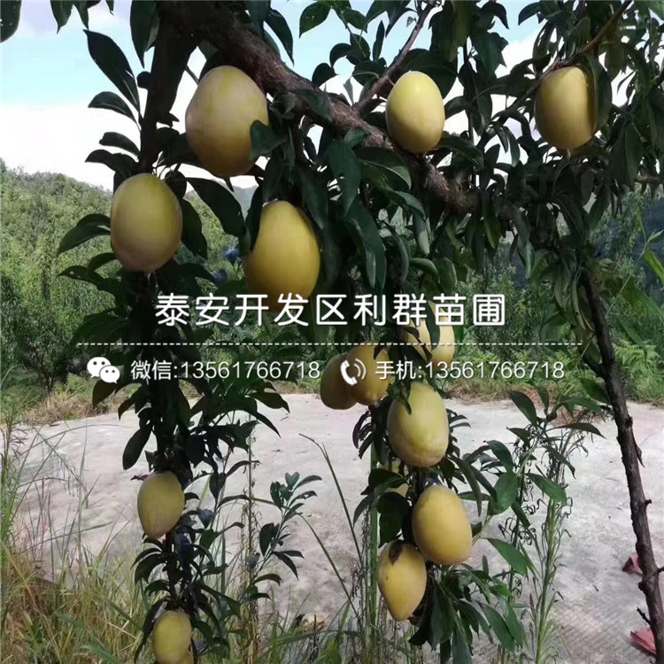 山東西梅李苗、山東西梅李苗基地