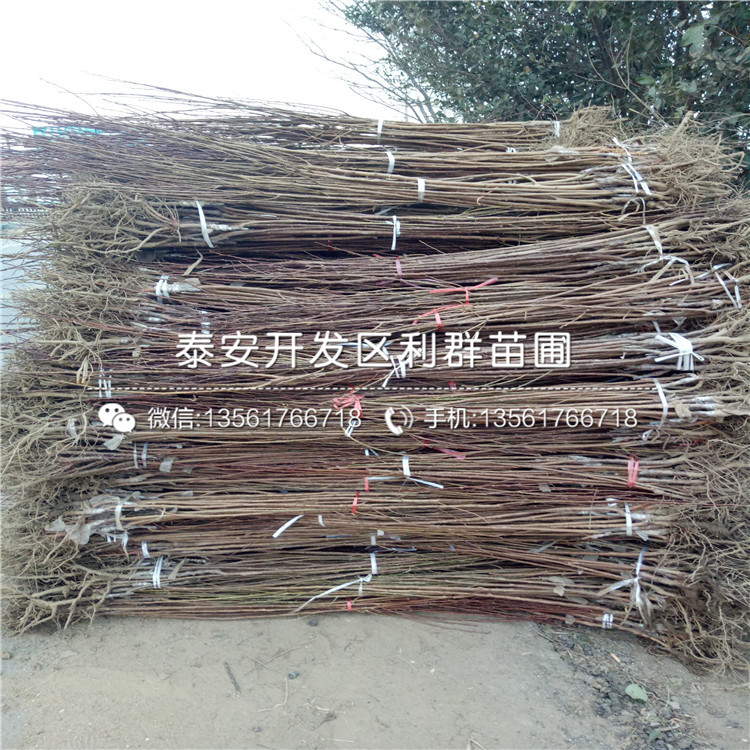 國(guó)峰17號(hào)李子樹苗報(bào)價(jià)、國(guó)峰17號(hào)李子樹苗價(jià)格及基地