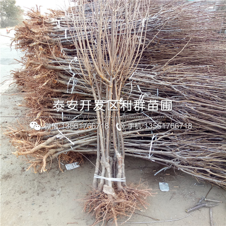 美國杏李子苗價(jià)格、美國杏李子苗報(bào)價(jià)及價(jià)格
