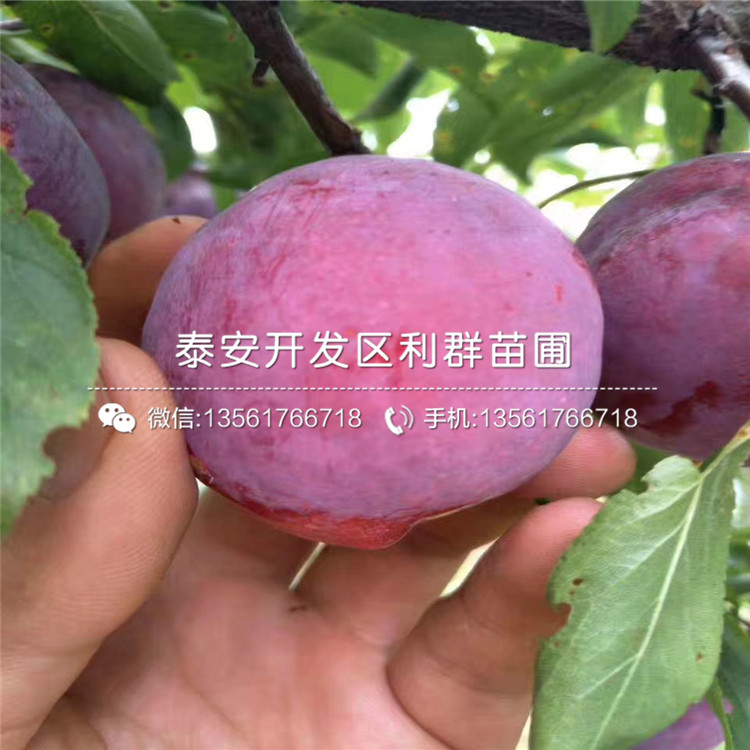 美國(guó)黑布林李子苗報(bào)價(jià)、美國(guó)黑布林李子苗價(jià)格及基地