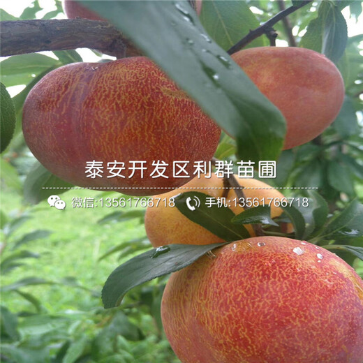 出售紅布朗李子苗、紅布朗李子苗價(jià)格及報(bào)價(jià)