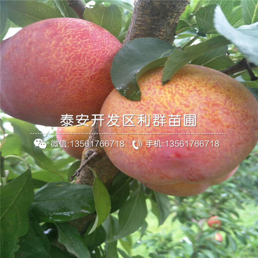 黑琥珀李子樹(shù)苗出售價(jià)格、黑琥珀李子樹(shù)苗批發(fā)基地