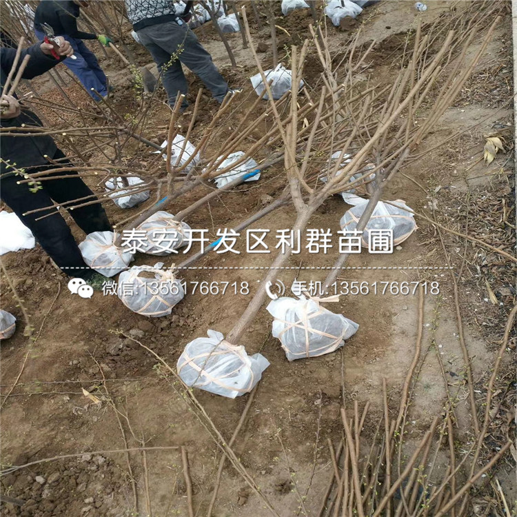 批发红布林李子树苗、批发红布林李子树苗价格及基地