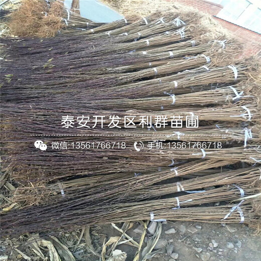 出售蜂糖李樹苗、出售蜂糖李樹苗價(jià)格及基地