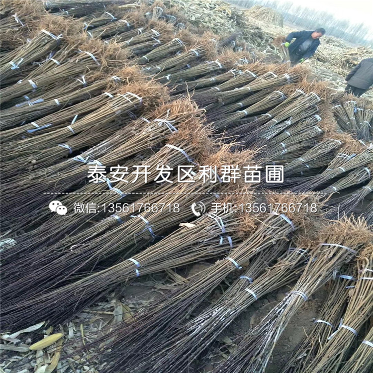 新品種李子苗報價、新品種李子苗價格