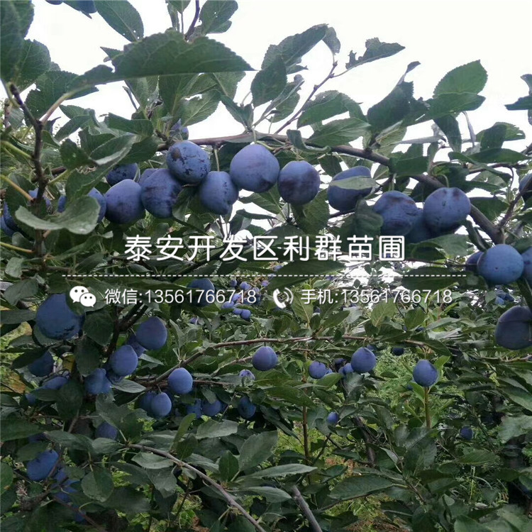 山東蜂糖李苗、山東蜂糖李苗批發(fā)