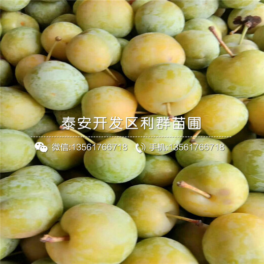 山東茵紅李子苗、山東茵紅李子苗基地及價格