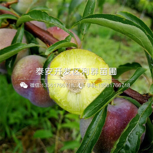 美國黑李子苗出售基地、美國黑李子苗價格及報價