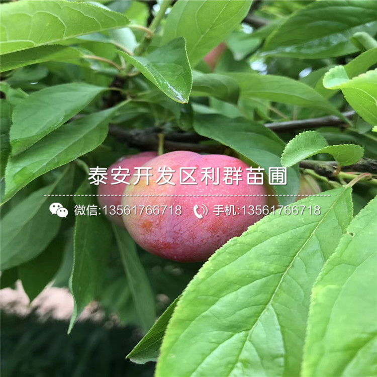國(guó)峰17號(hào)李子樹苗報(bào)價(jià)、國(guó)峰17號(hào)李子樹苗價(jià)格及基地
