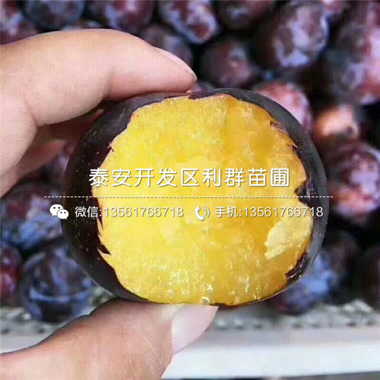紅李子樹苗新品種、紅李子樹苗價(jià)格及報(bào)價(jià)