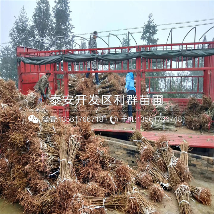 秋紅李子樹苗、秋紅李子樹苗品種