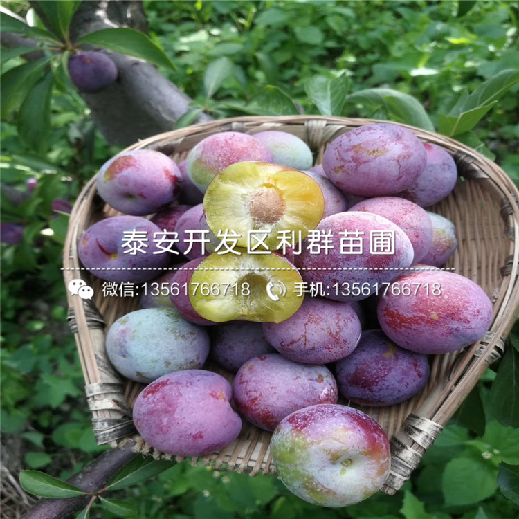 秋紅李子樹苗、秋紅李子樹苗品種