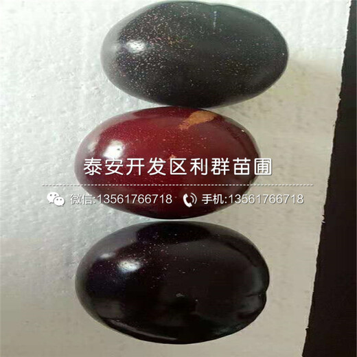 黑李子苗出售價格、黑李子苗基地及報價