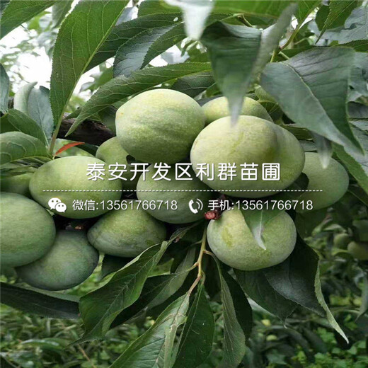 出售幸運(yùn)李子樹苗、出售幸運(yùn)李子樹苗價(jià)格及基地