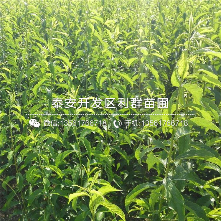 冰糖李子樹(shù)苗批發(fā)、冰糖李子樹(shù)苗價(jià)格