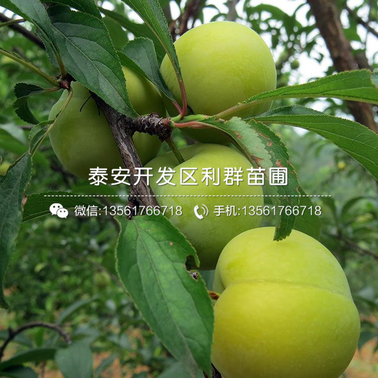 新品種紅脆李子苗、新品種紅脆李子苗基地