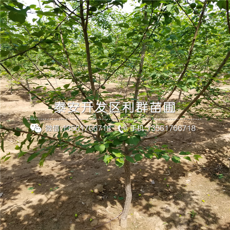 新品種3公分杏樹苗、新品種3公分杏樹苗價格及報價