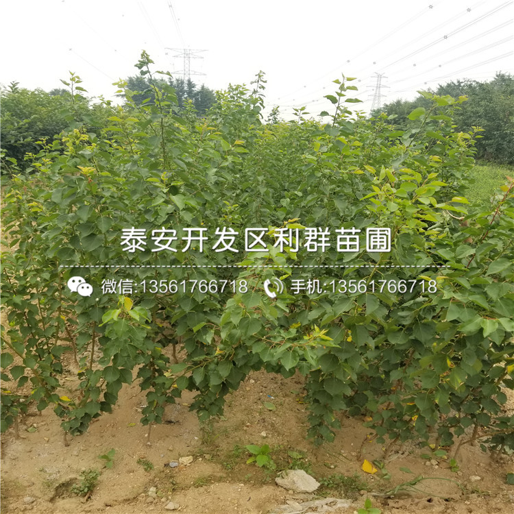 出售金太陽杏苗、出售金太陽杏苗價(jià)格及基地