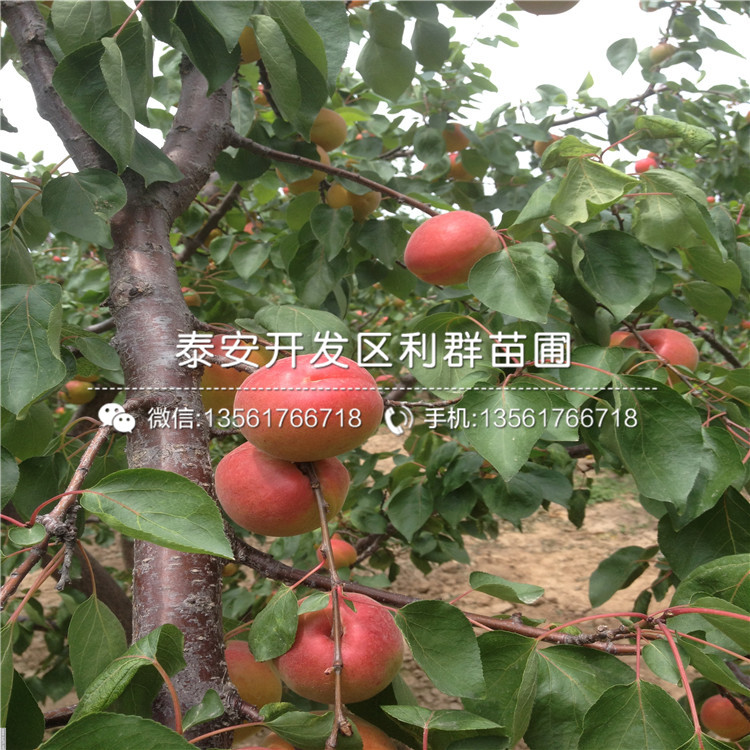 2公分杏樹苗批發(fā)、2公分杏樹苗基地及報價