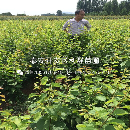 荷蘭香蜜杏苗價格、荷蘭香蜜杏苗基地