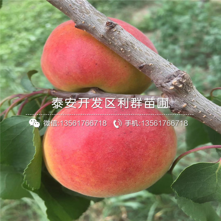 山东大棚王杏树苗新品种