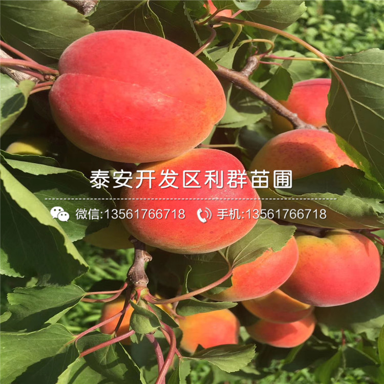 山東凱特杏樹苗、山東凱特杏樹苗出售