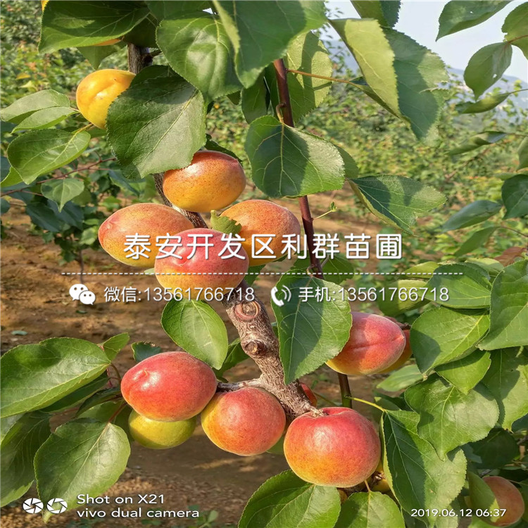 3公分杏樹(shù)苗、3公分杏樹(shù)苗報(bào)價(jià)及價(jià)格