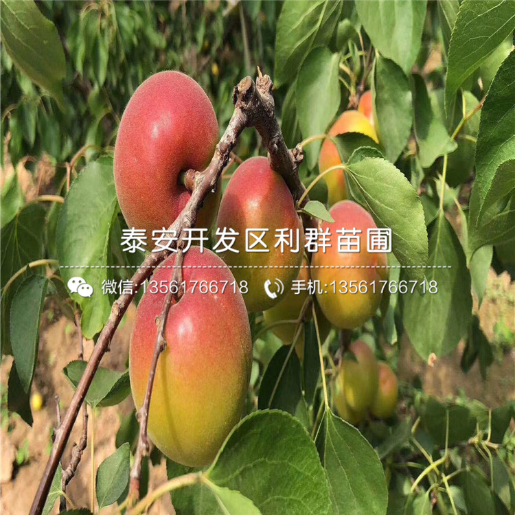 山東紅豐杏苗、山東紅豐杏苗報價