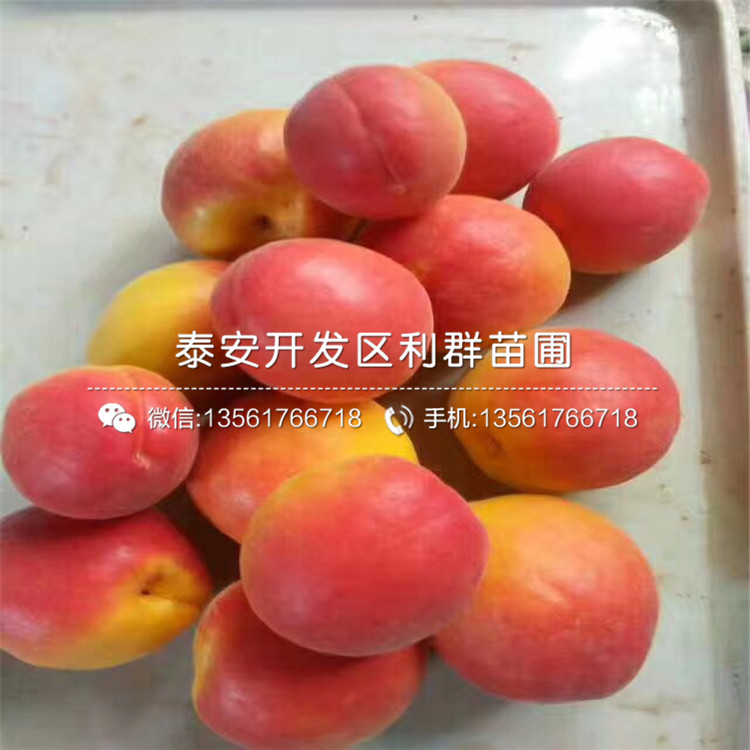 3公分杏樹(shù)苗、3公分杏樹(shù)苗報(bào)價(jià)及價(jià)格