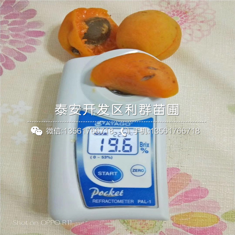 5公分杏树苗、5公分杏树苗批发价格