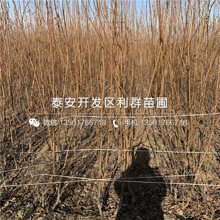 4公分紅玉杏樹苗、4公分紅玉杏樹苗價(jià)格及報(bào)價(jià)