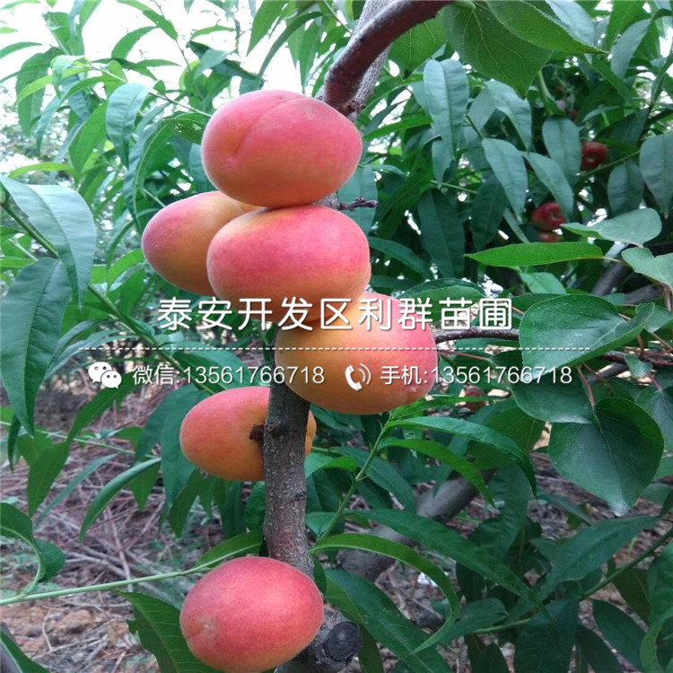 新品種紅杏樹(shù)苗、新品種紅杏樹(shù)苗出售
